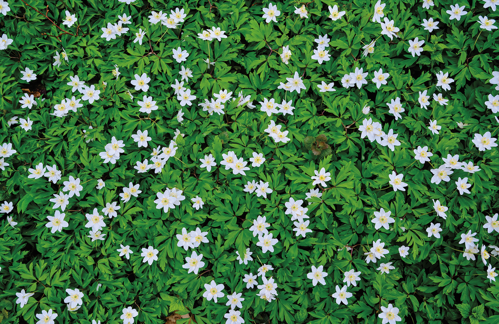 Spring Meadow - PERFORMANCE FLOOR