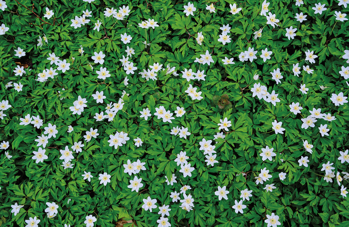 Spring Meadow - PERFORMANCE FLOOR