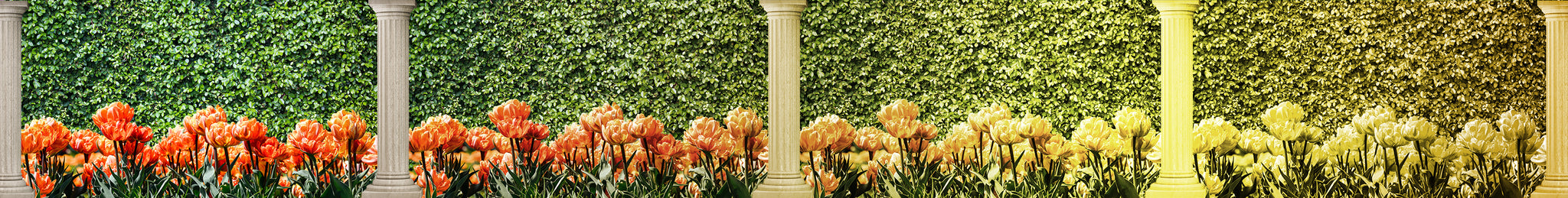 Midas - Prop Graphic